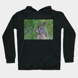 Wild rabbit in the meadow Hoodie